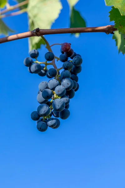 Detail Green Ripe Grapes Vineyard — Stock Photo, Image