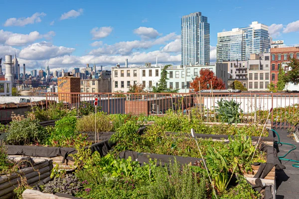 Skyline New York Background Green Plants Rooftop Garden Front New — Stock Photo, Image