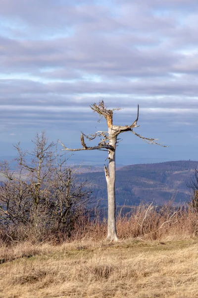 Старое Мертвое Дерево Вызванное Кислотным Дождем Германии Гессен Саксония — стоковое фото