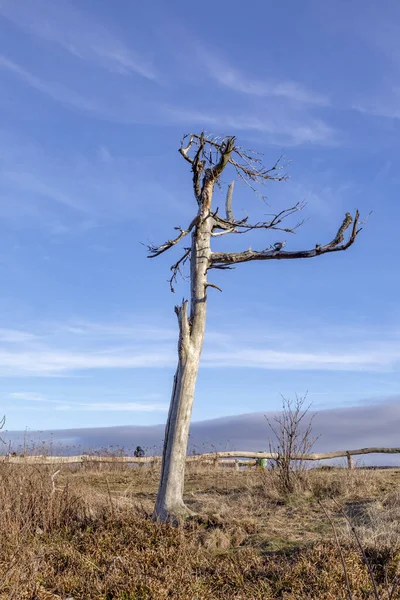 Árvore Morta Velho Causado Por Chuva Ácida Alemanha Hesse Feldberg — Fotografia de Stock