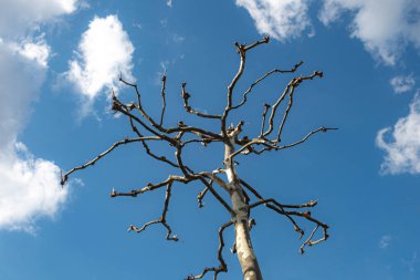 Bahar arkaplanı olarak mavi gökyüzünün altındaki çam ağacı