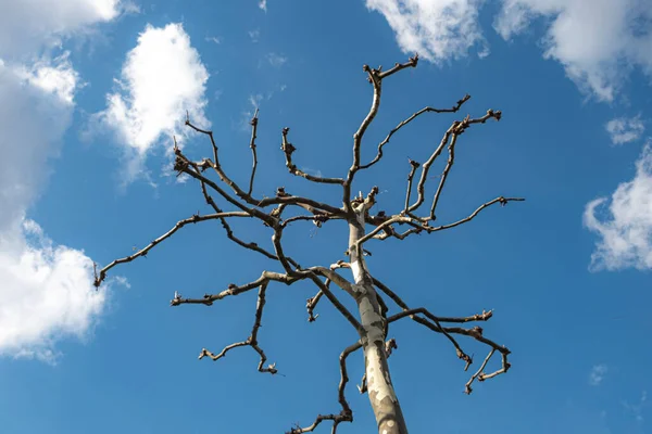 Árbol Plano Bajo Cielo Azul Como Fondo Primavera —  Fotos de Stock