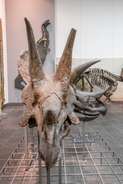 Frankfurt, Almanya - 27 Şubat 2018: Frankfurt 'taki Senckenberg Müzesinde dinozor iskeletleri