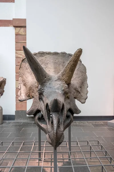 德国法兰克福 2018年2月27日 法兰克福森克伯格博物馆的恐龙骷髅 — 图库照片