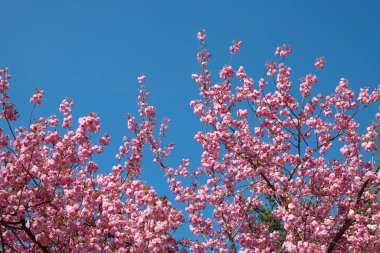 Güneşli bir bahar gününde, park alanında çiçek açan manolya ağacı.