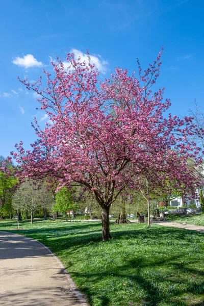 Kwitnące Drzewo Magnolii Parku Słoneczny Wiosenny Dzień — Zdjęcie stockowe