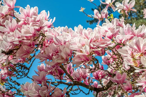 Bloeiende Magnolia Boom Het Park Gebied Een Zonnige Lentedag — Stockfoto