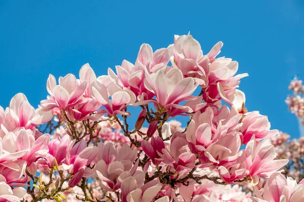 Kvetoucí Magnólie Strom Oblasti Parku Slunečného Jarního Dne — Stock fotografie