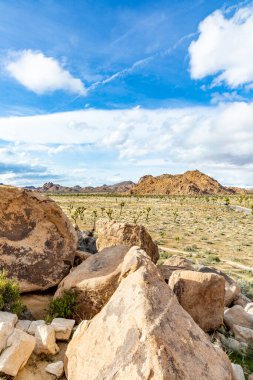 Joshua Tree Ulusal Parkı 'ndaki Joshua ağacı manzarası.