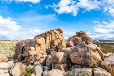 Joshua Tree Ulusal Parkı 'ndaki Joshua ağacı manzarası.