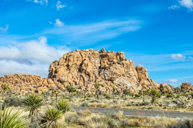 Joshua Tree Ulusal Parkı 'ndaki Joshua ağacı manzarası.