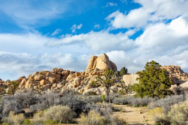 Joshua Tree Ulusal Parkı 'ndaki Joshua ağacı manzarası.