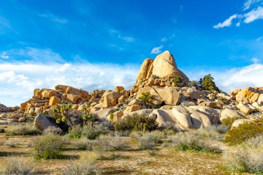 Joshua Tree Ulusal Parkı 'ndaki Joshua ağacı manzarası.