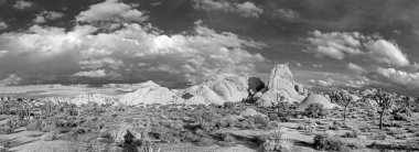 Joshua Tree Ulusal Parkı 'ndaki Joshua ağacı manzarası.