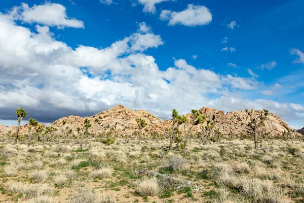 Paysage Avec Des Arbres Joshua Dans Parc National Joshua Arbre — Photo