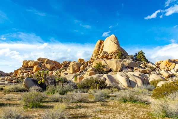 Paisaje Con Árboles Joshúa Parque Nacional Joshua Tree — Foto de Stock