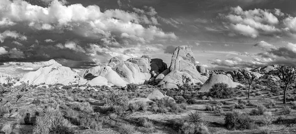 Joshua Tree Ulusal Parkı 'ndaki Joshua ağacı manzarası.