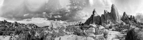 Joshua Tree Ulusal Parkı 'ndaki Joshua ağacı manzarası.