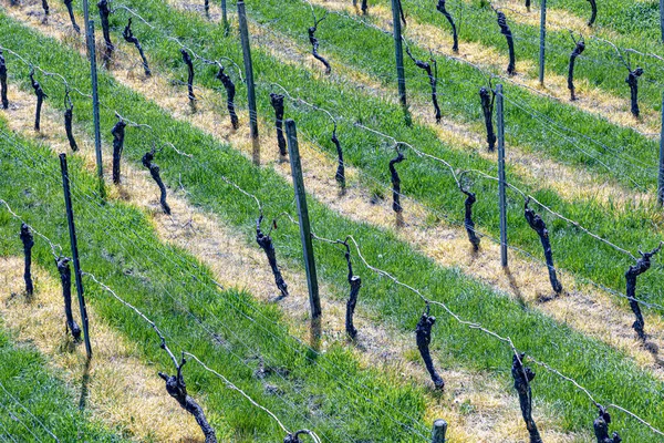 Детали Виноградника Весной Зеленой Травой — стоковое фото