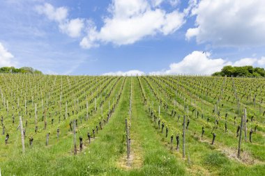 vineyard in spring with growing grapes in the Rheingau, Germany