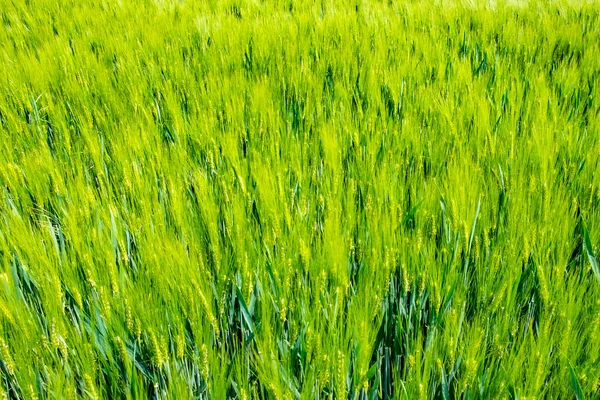 Zielone Pole Kukurydzy Wiosnę Jako Harmoniczne Zielone Tło — Zdjęcie stockowe