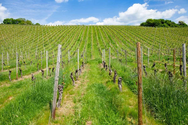 Vineyard Spring Growing Grapes Rheingau Germany — Foto de Stock