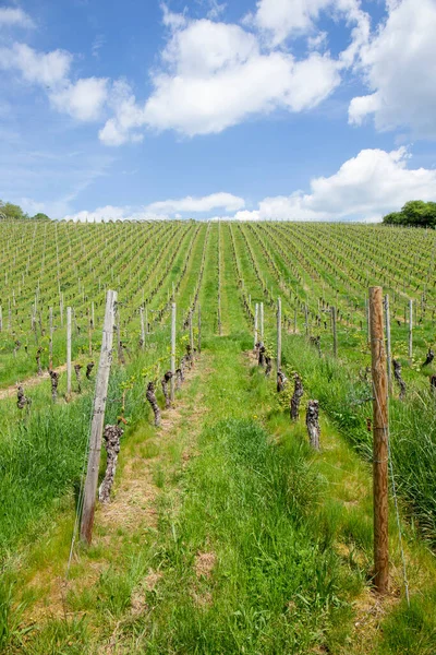 Vineyard Spring Growing Grapes Rheingau Germany — Foto Stock