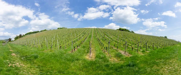 Vineyard Spring Growing Grapes Rheingau Germany — Stock Photo, Image