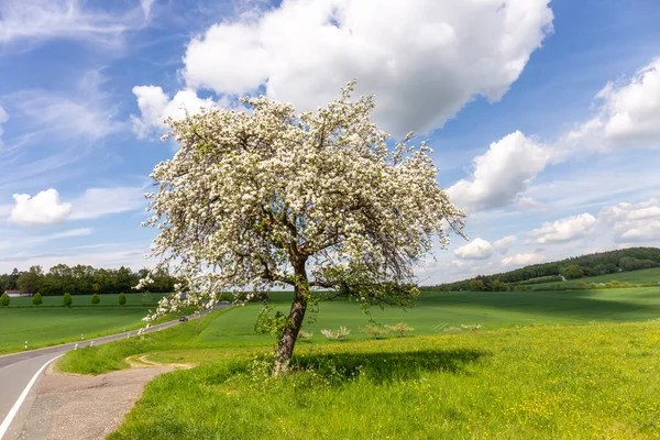 Blooming Tree Spring Beautiful Light Rural Landscape — Stockfoto