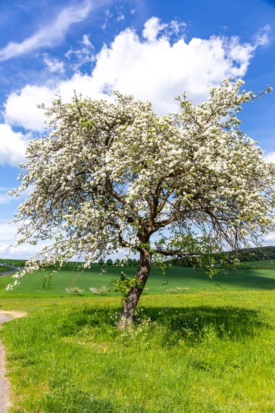 Albero Fiorito Primavera Bella Luce Paesaggio Rurale — Foto Stock