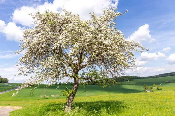 Blooming Tree Spring Beautiful Light Rural Landscape — Zdjęcie stockowe