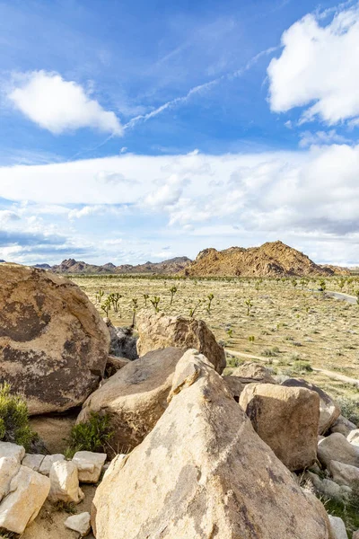 Paisaje Con Árboles Joshúa Parque Nacional Joshua Tree —  Fotos de Stock