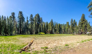 Sequoia Tree Ulusal Parkı 'nda Meadow denilen yerde dev sekoya ağaçları var.