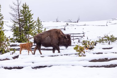 Kışın Yellowstone Parkı 'nda kar yağarken bizon ailesi ve yavrusu.