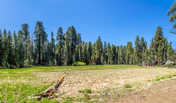 Pohon Sequoia Besar Tempat Yang Disebut Padang Rumput Sequoia Pohon — Stok Foto