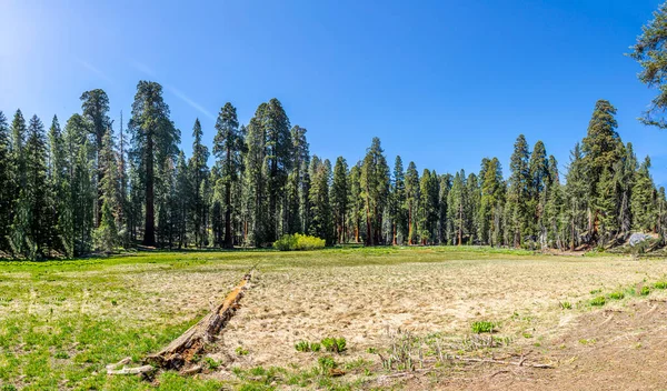 Enorme Sequoia Bomen Plaats Genaamd Weide Sequoia Boom Nationaal Park — Stockfoto