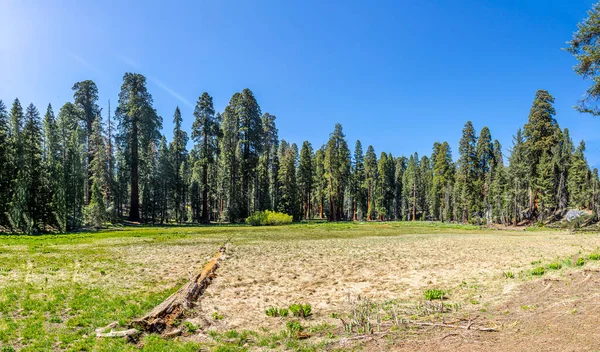 Riesige Mammutbäume Ort Namens Wiese Sequoia Tree Nationalpark Usa — Stockfoto