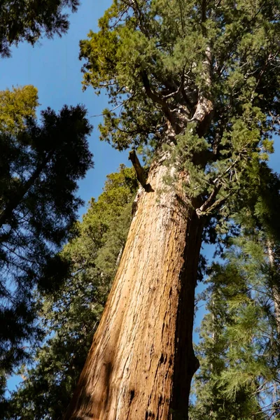 Kaliforniya Abd Deki Sekoya Ağacı Ulusal Parkında Eski Dev Sekoya — Stok fotoğraf