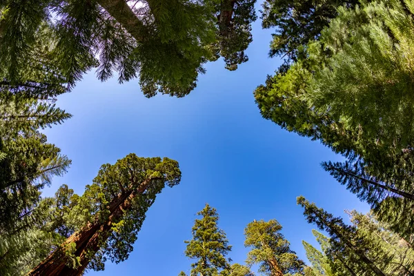 Pintorescos Árboles Secuoya Enormes Parque Nacional Del Árbol Sequoia —  Fotos de Stock