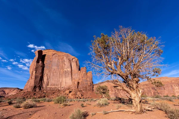 Butte Sonnenuntergangslicht Monumentaltal Mit Trockenem Baum Usa — Stockfoto