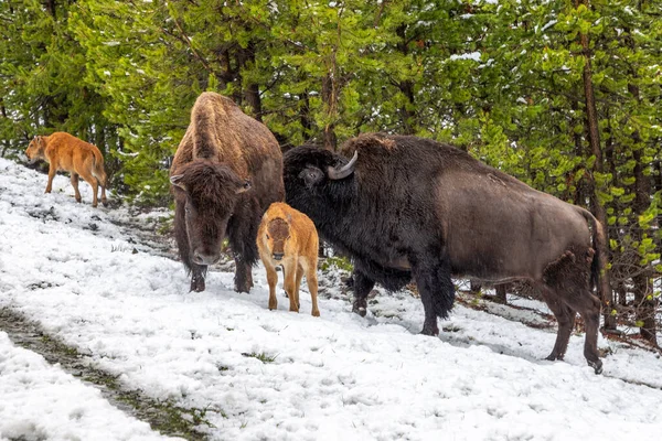 Familia Bisontes Con Joven Becerro Parque Yellowstone — Foto de Stock