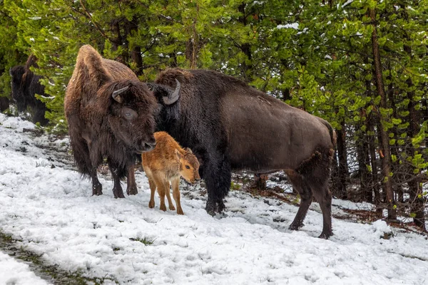 Bizoní Rodina Mladým Telátkem Yellowstonském Parku — Stock fotografie