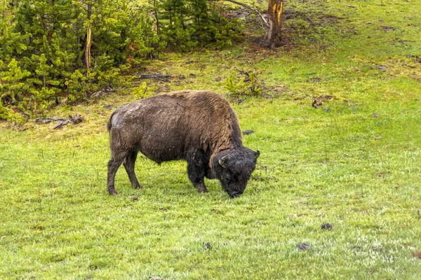 Bisoner Yellowstone Parken Skyddade Och Stor Befolkning Bor Vilt Skogarna — Stockfoto