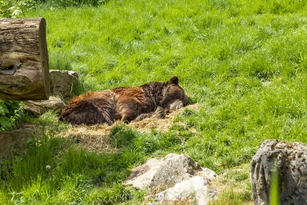 Urso Marrom Descansa Prado Verde Uma Cama Palha Parque Natural — Fotografia de Stock