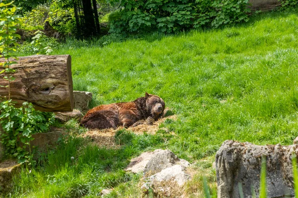 Urso Marrom Descansa Prado Verde Uma Cama Palha Parque Natural — Fotografia de Stock