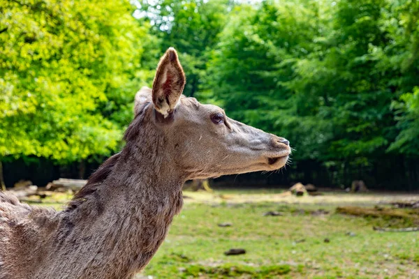 Detail Van Herten Een Weide Het Bos — Stockfoto