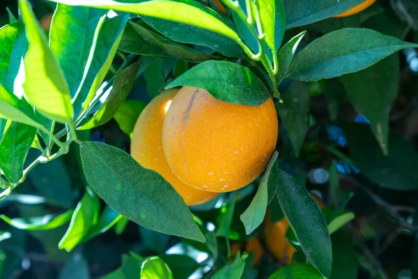 Sinaasappels Hangend Aan Groene Boom Californische Hitte — Stockfoto