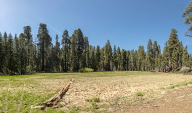 Sequoia Tree Ulusal Parkı 'nda Meadow denilen yerde dev sekoya ağaçları var.