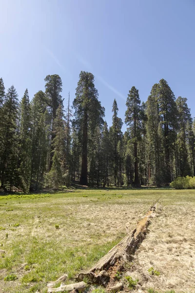 Huge Sequoia Trees Place Called Meadow Sequoia Tree National Park — Stock Photo, Image