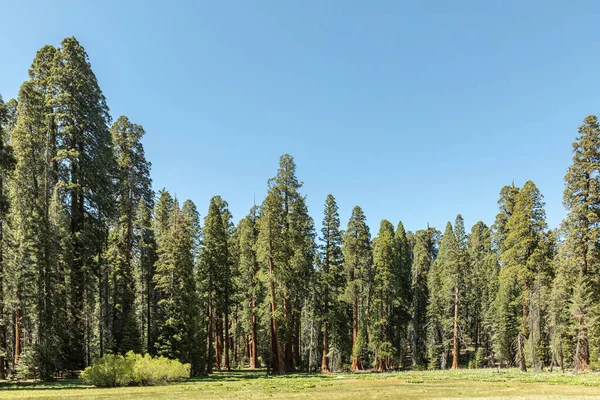 Sequoia Tree Ulusal Parkı 'nda Meadow denilen yerde dev sekoya ağaçları var.